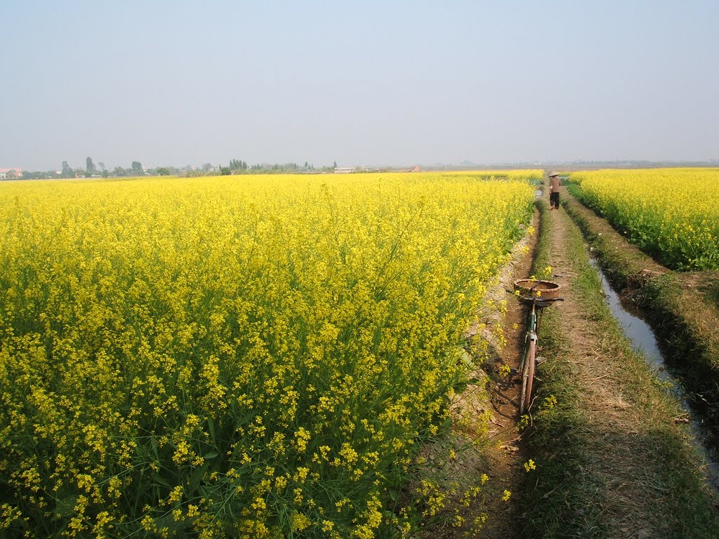 The field of flower reform is considered as one of the most impressive destinations in Thai Binh