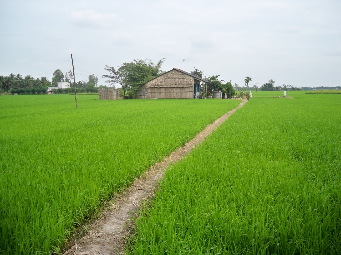 The green rice field in Thai Binh will make your soul extremely comfortable