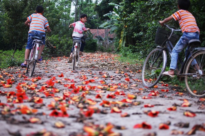 Bombax ceiba is a special kind of flower in Vietnam