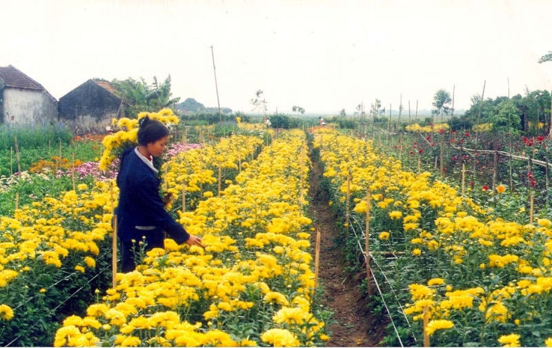 Chrysanthemums flower field