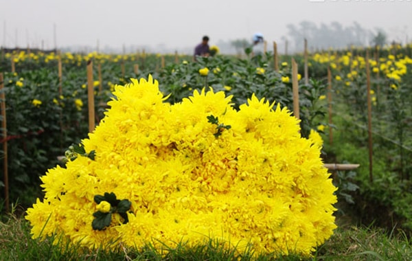 Chrysanthemums in Nghi Tam