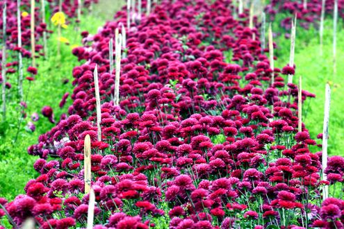 Flowers in Me Linh village