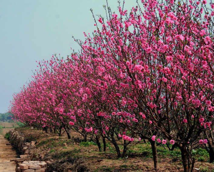 Peach blossoms in Nhat Tan