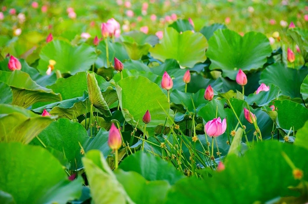 Ho Tay is the best place to admire lotus flower in Hanoi
