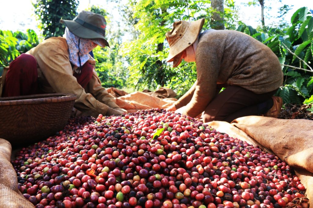How coffee is harvested in Dak Lak, Vietnam