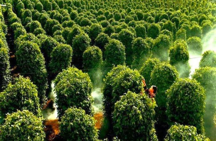 Peppers garden in Phu Quoc
