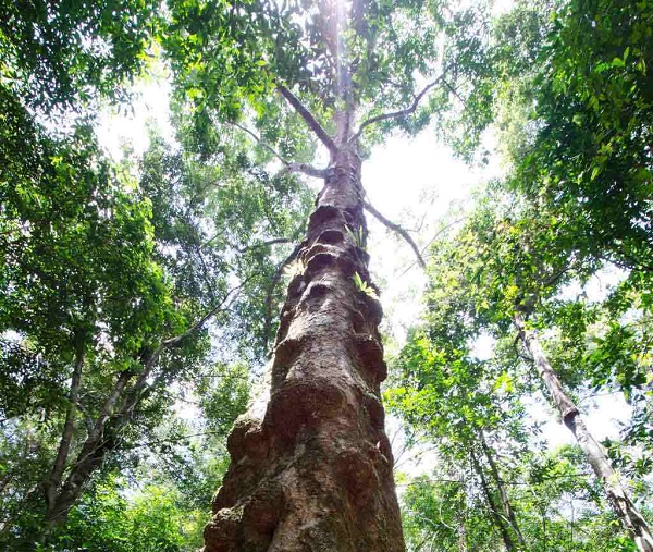 Enjoy forest walk in the national park